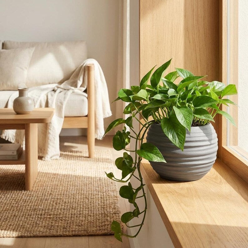 Japandi Wabi-Sabi Self-Watering Planter colors
